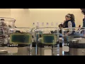 Agar experiment diffusion