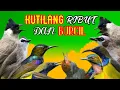 Download Lagu Suara Pikat Kutilang Ribut Kombinasi Burung Kecil Durasi Panjang