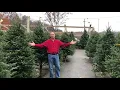 Live Christmas Trees - Lowe s Greenhouse