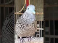 Download Lagu Burung dara lokal mempunyai suara topcer yang jernih untuk umpan yang langsung bereaksi