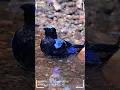 Download Lagu Burung mandi memanggil teman 💦🦜 #burung #burungkicau #kicaumania #birds #wildlife #shorts #short