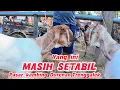 Download Lagu UPDATE HARGA KAMBING PASAR DURENAN TRENGGALEK HARI INI SELASA PON 23.9.2025