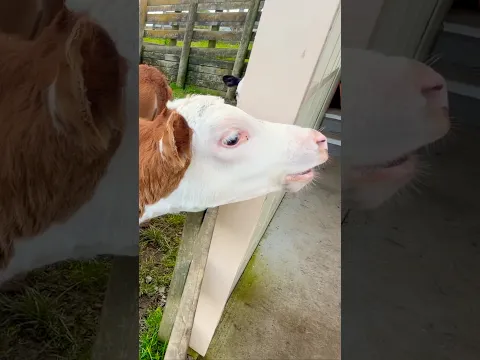 What Do Farm Animals Say? 🤔 (For Kids)