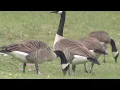 City of Bristol considers options to deal with influx of geese