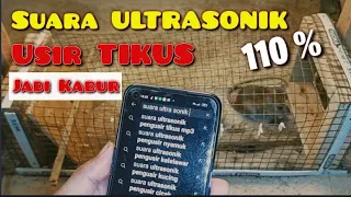 Download reaksi Tikus dengar suara ultrasonik MP3