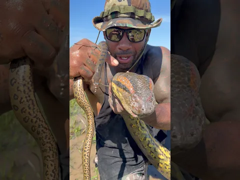 Comment your thoughts Baby anaconda vs mama anaconda 🐍 #snake #anaconda #venezuela #fyp
