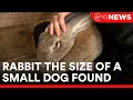 The DSPCA are seeking owners of Queen Maeve a giant stray rabbit the size of a small dog