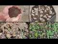Method To Prepare The Best Soil Mix For 100% Seed Germination | Seed Sowing Process With Results |