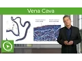 Vena Cava Structural Elements - Histology Lecturio