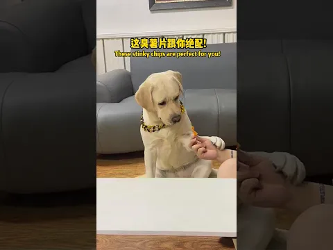 狗子：这臭薯片和你这个臭老登真是绝配！Doggo:These stinky chips and you, stinky old man, are a perfect match!!#搞笑汪驾到 #萌寵