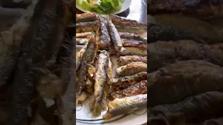 السردينة في الجزائر   تشتاقوا لها في أمريكا            سردينة دندنها