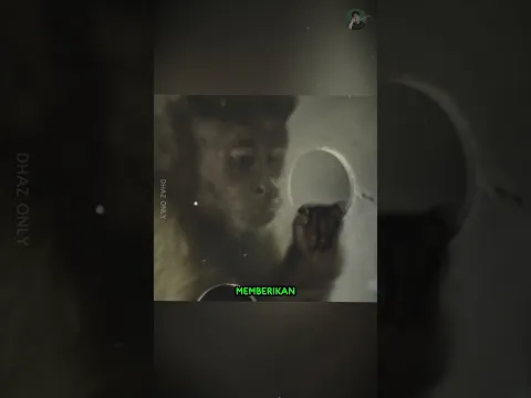 JANGAN AJARI MONYET PAKE UANG..