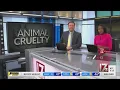 Woman charged with animal cruelty after 38 dogs seized 6 found dead in Chatham County deputies say