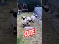 kambing lucu embek lucu domba lucu #goat #animals #funny #cute #pets #domba #kambing