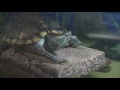 Download Lagu Red Eared Slider Turtle quacking or barking