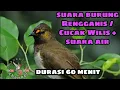 Download Lagu suara burung Rengganis / Cucak Wilis + suara air