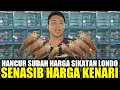 NASIB TRAGIS HARGA BURUNG SIKATAN LONDO IMPORT/COMMON NIGHTINGALE DIKIOS SIGIT PASAR BURUNG PRAMUKA