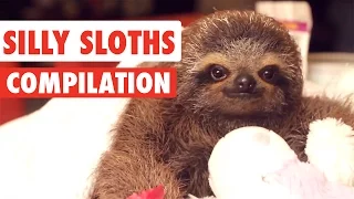 Silly Sloths Compilation 2017
