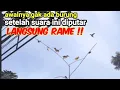Download Lagu Tes Suara Pikat Burung Kecil Paling Ampuh  Dijamin Joss||MIKAT BURUNG KECIL