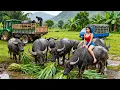 Lagu Use Truck to Buy 1000+ Giant  Buffaloes from Villagers, Traders Come to The Farm to Buy Buffalo