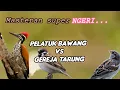 Download Lagu Pelatuk bawang vs gereja tarung