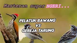 pelatuk bawang vs gereja tarung