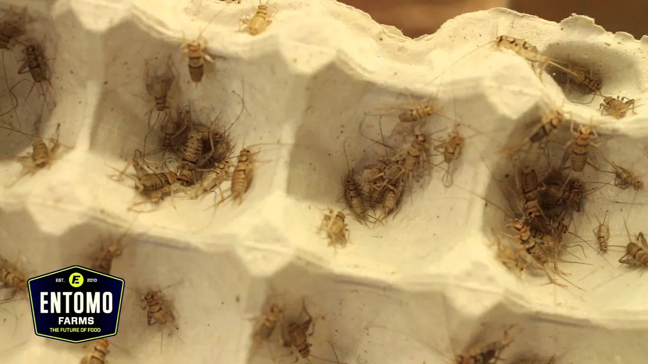 Outline Video EntomoFarms - Learn about how we farm crickets and process into cricket flour.