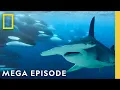 Sharks VS Orcas Dolphins More 2025 Sharkfest MEGA Episode National Geographic