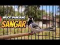 Download Lagu MASTERAN GELATIK BATU GACOR WUCIT PANJANG BIKIN GELATIK BATU JADI SANGAR