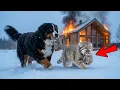 Lagu A Burning House in the Snow – A Brave Dog Rescues a Manul (Pallas’s Cat) Mother and Her Two Kittens