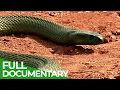 Download Lagu Most Venomous | Wild Ones | Episode 10 | Free Documentary Nature