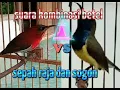 suara kombinasi duo kolibri sepah raja vs sogon