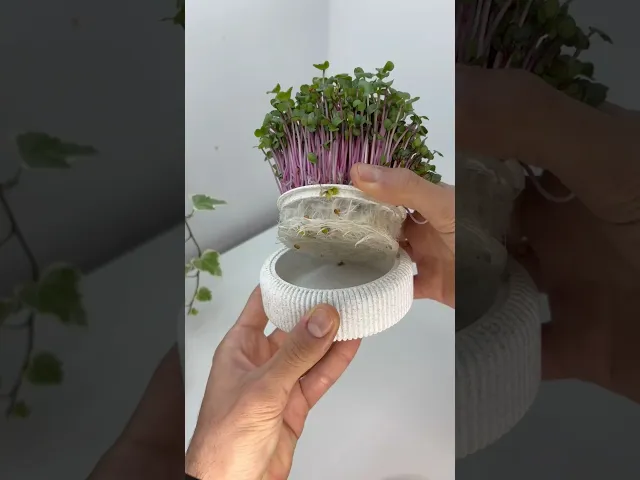 Microgreens Growing Kit – 3D Printable Model for Easy Indoor Gardening video thumbnail