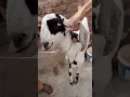 Download Lagu bakra ki khansi ka ilaj #viral #youtubeshorts