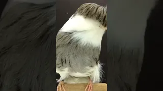 كناري جلوستر من أجمل الطيور 