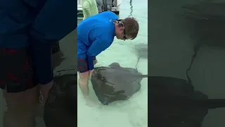 Feeding some stingrays at Manjack Cay #shortvideo #stingray #vacation #travel