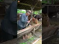 Seorang Peternak Sapi Sibuk Memperbaiki Kandang Sapi #kandangsapi #shortvideo #sapi #ai