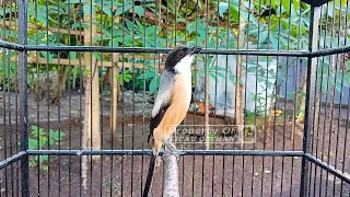 cendet gacor isian gereja tarung panjang sambung tembakan rapat