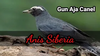 suara anis siberia untuk pancingan