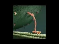 andhim - Horse Society