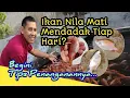 Lagu Ikan Nila Mati Mendadak Setiap Hari? Atasi dengan Cara ini...!!