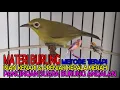 Download Lagu Kecial Kuning Gacor Belajar Materi Isian Prenjak Kepala Merah \u0026 Kenari