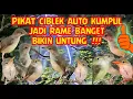 Download Lagu SUARA PIKAT CIBLEK RIBUT PALING AMPUH JADI BIKIN UNTUNG