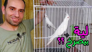 سبب صراخ الكوكتيل يوميا بالذات لو معاة فروخ 