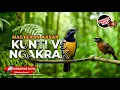 Download Lagu 🔴Masteran Juwara Kunti vs Tembakan Kasar Tepus Kepala Abu Abu Gacor Materi Cucak CUngkok SUper Gacor