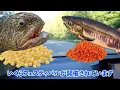 Hunting for the Elusive Bering Wolffish and Salmon Roe! in Shiretoko