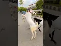 Download Lagu Bakra lari bado badi #shorts #interesting #funny #trending #viral