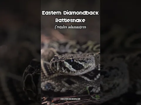 NEVER Ignore This Rattle! 🐍