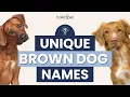 Unique Brown Dog Names You ll Want to Use