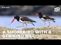 The American oystercatcher A shorebird with a striking bill